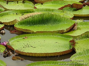 Vitória-régia - Amazônia