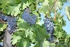 Uvas Malbec - Bodega La Rural - Maipu - Argentina