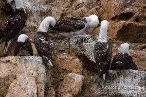 Atobás nas Ilhas Ballestas