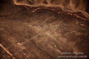 Colibri no deserto de Nasca