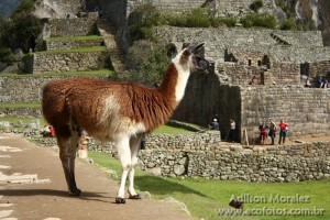 Lhama nas ruínas de Machu Picchu